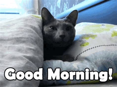 good morning cat gif|good morning cat meme funny.